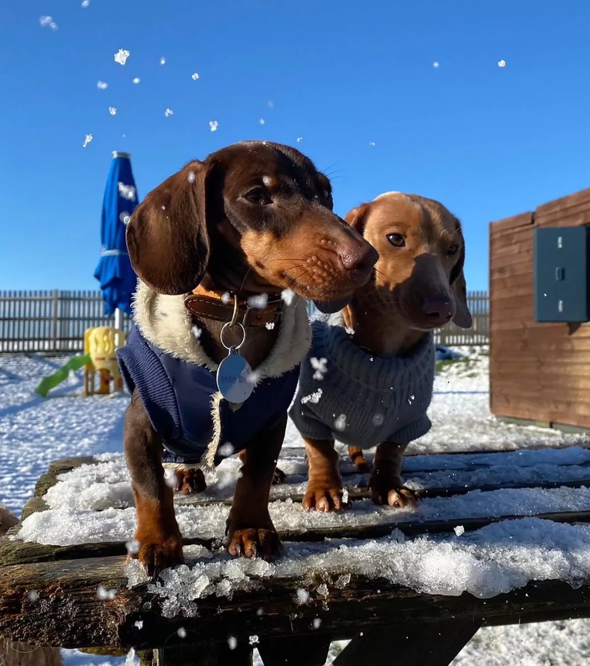 Two Dachshunds watching the snow fall at Bruce's doggy day care