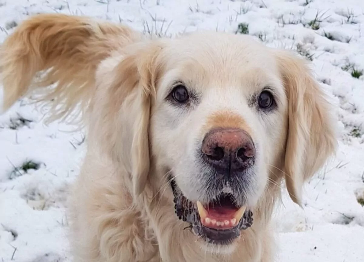 Golden retriever in the snow at doggy day care