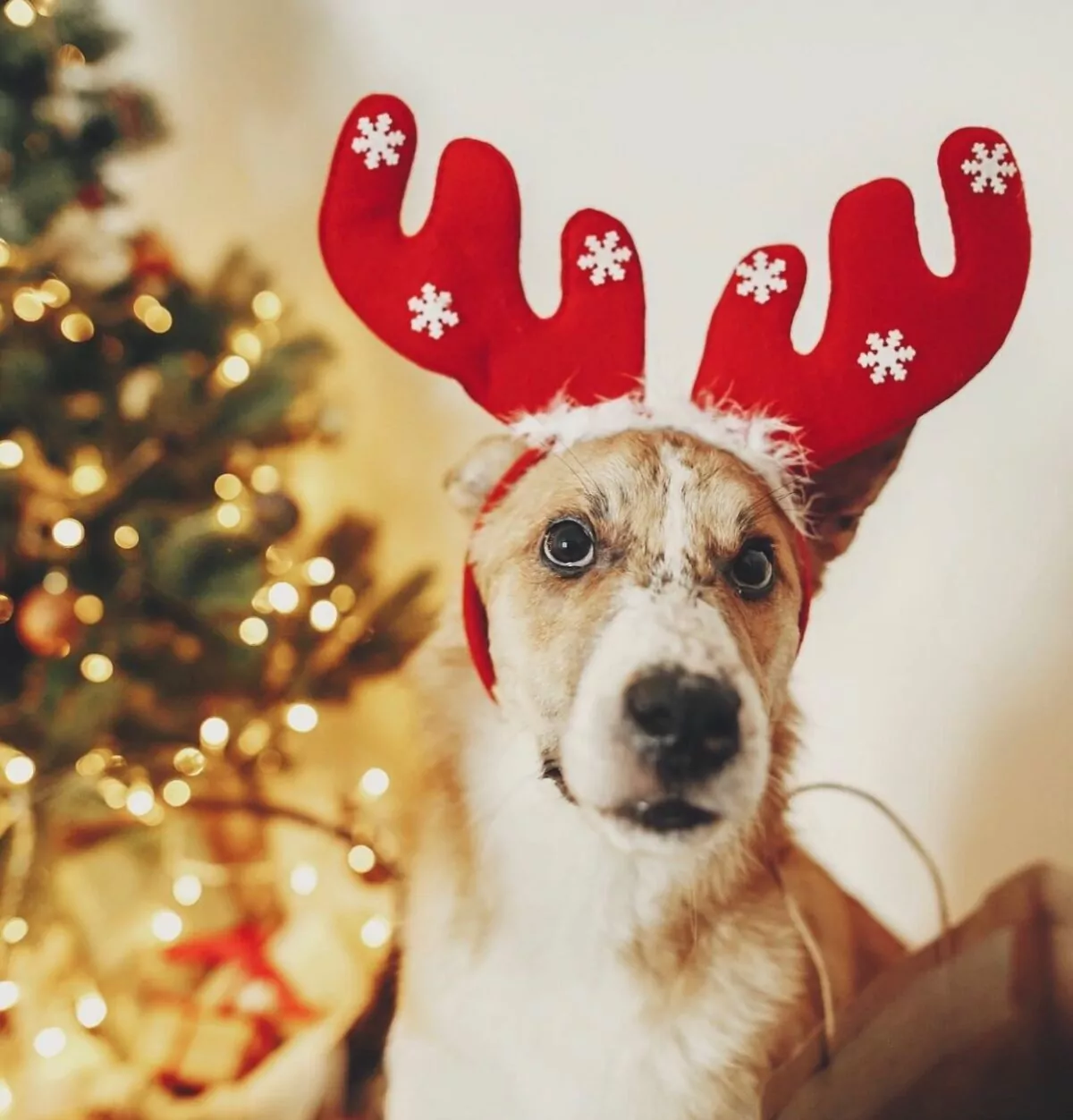 Dog wearing reindeer antlers at home in front of a christmas tree