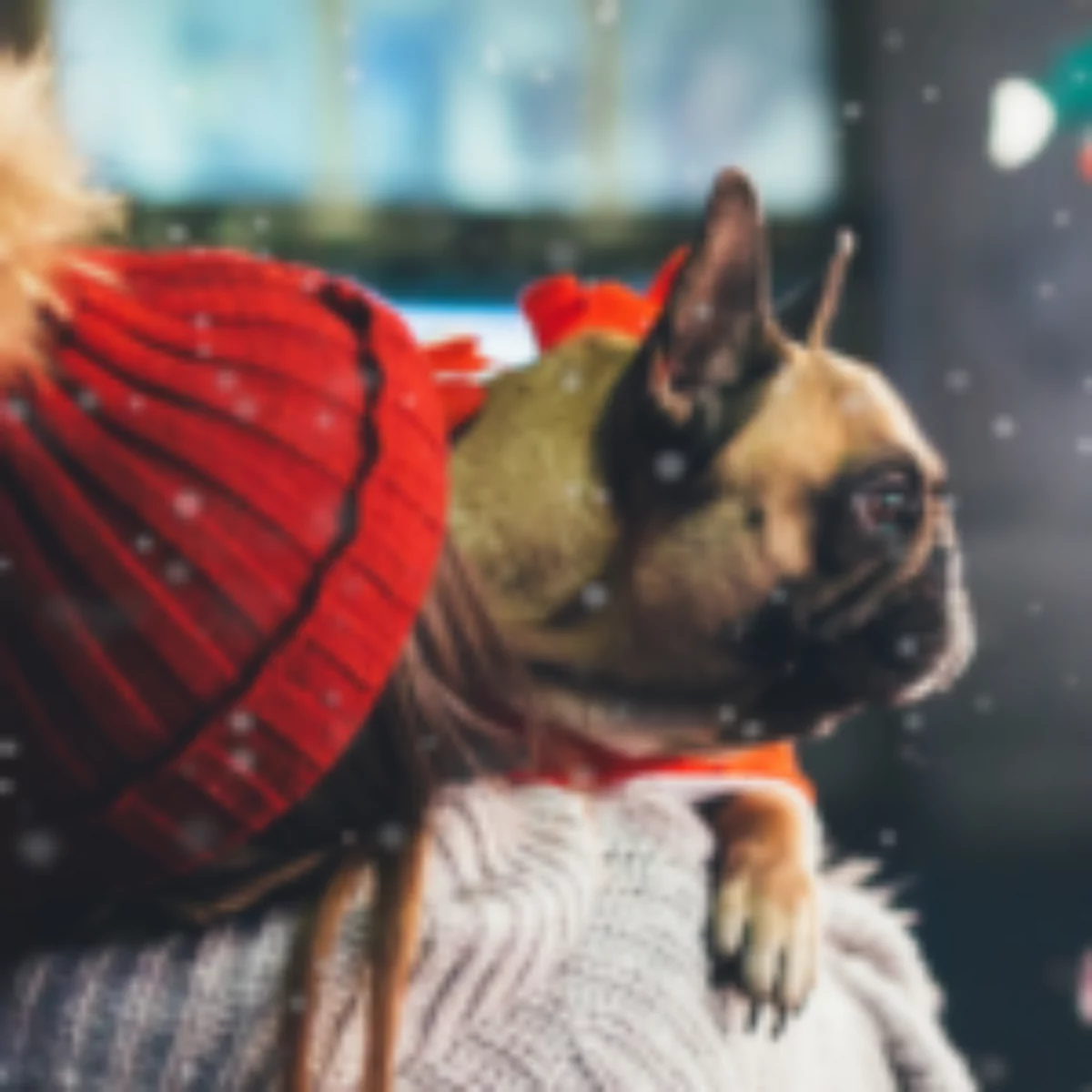 French bulldog being carried by the owner with it snowing