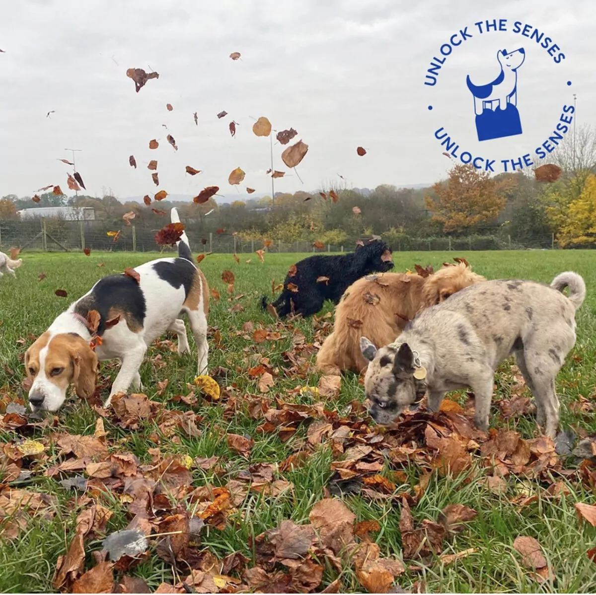 Four dogs enjoying the autumn leaves at doggy day care.