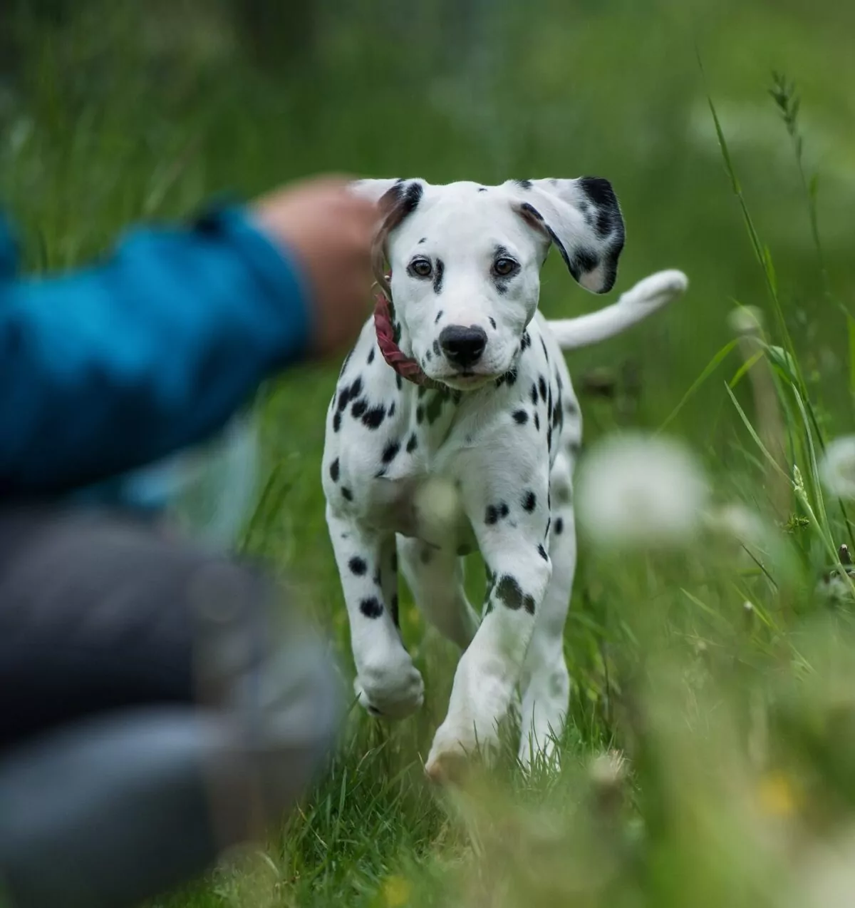 Dalmatian puppy in dog training running towards their owner