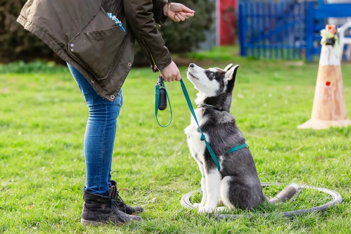 husky puppy being told to sit by a coach while on a lead