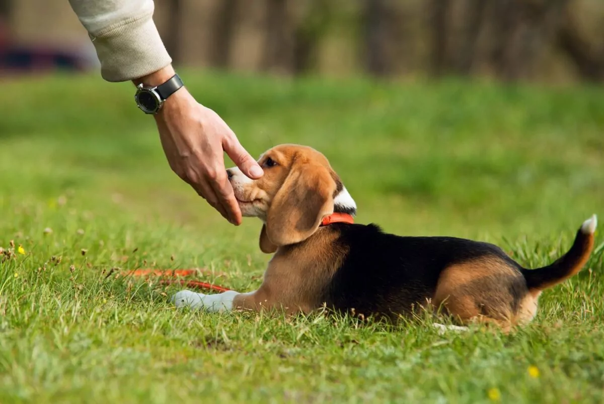 Beagle puppy at a puppy training class using holistic dog training approach