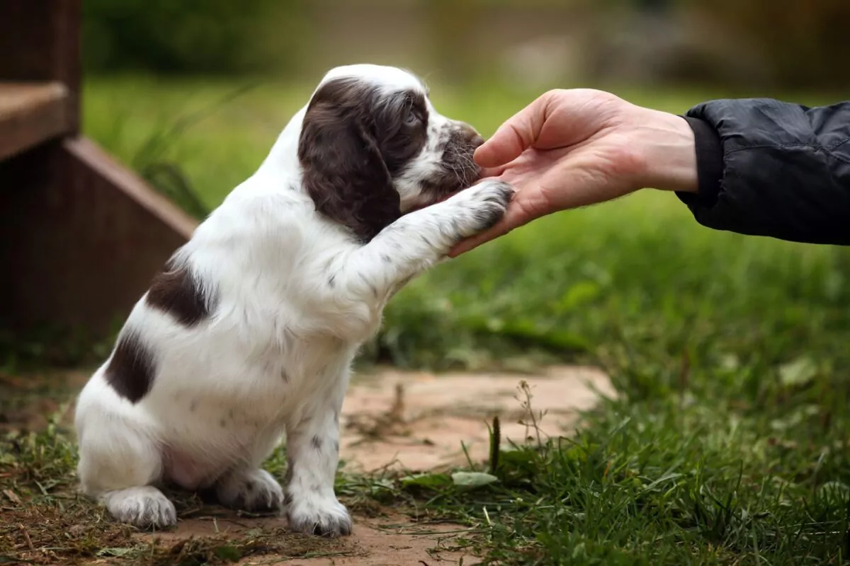 Spaniel puppy giving a paw to their dog owner