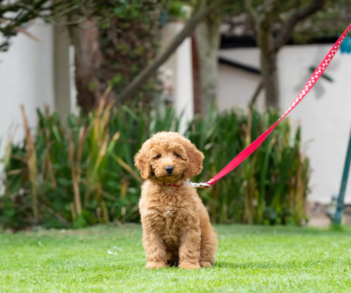 Cockapoo puppy on lead at their puppy training class