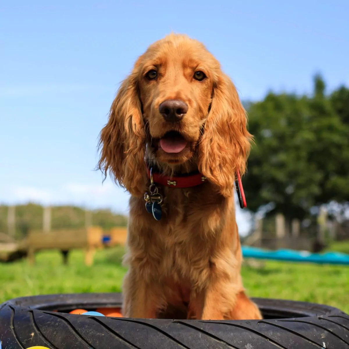 Dog in tyre at doggy day care