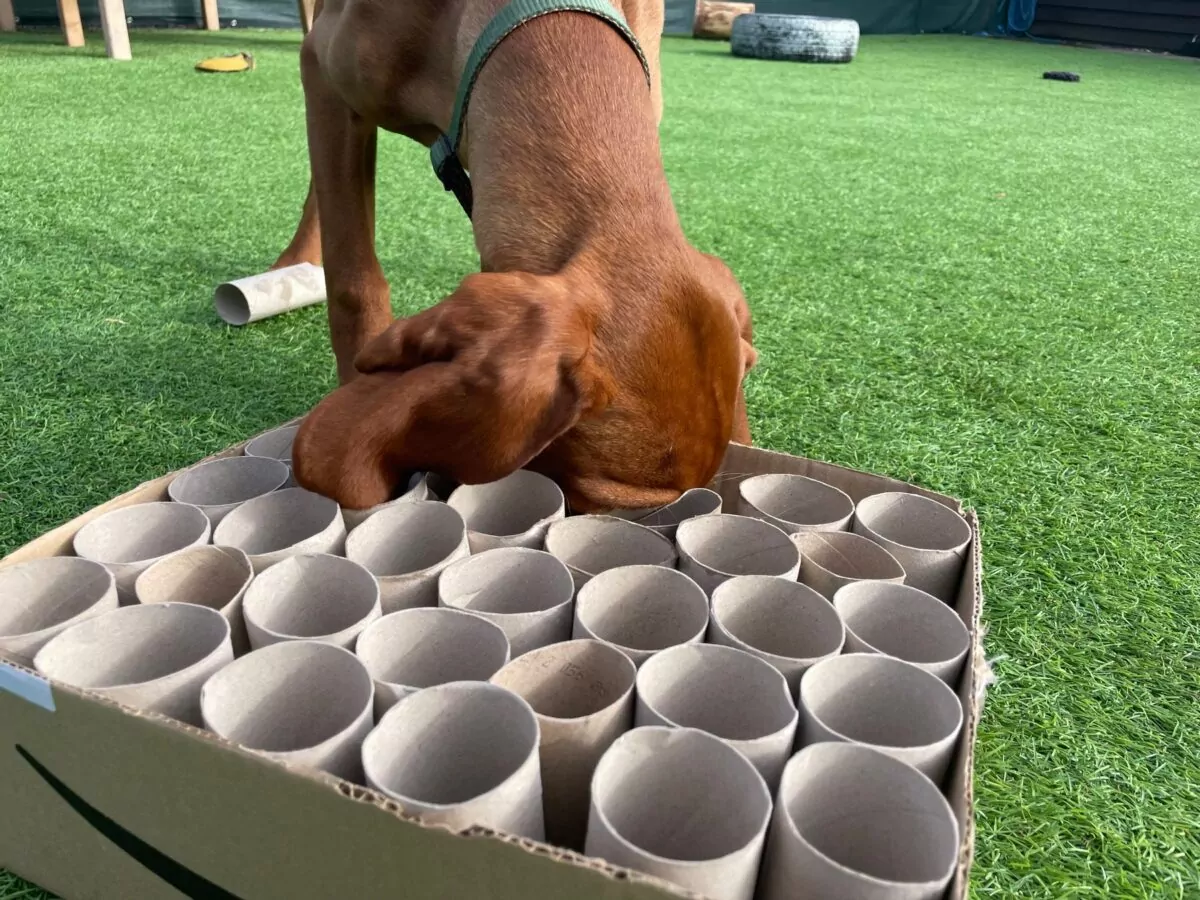 Dog enjoying enrichment activity to distract them from fireworks