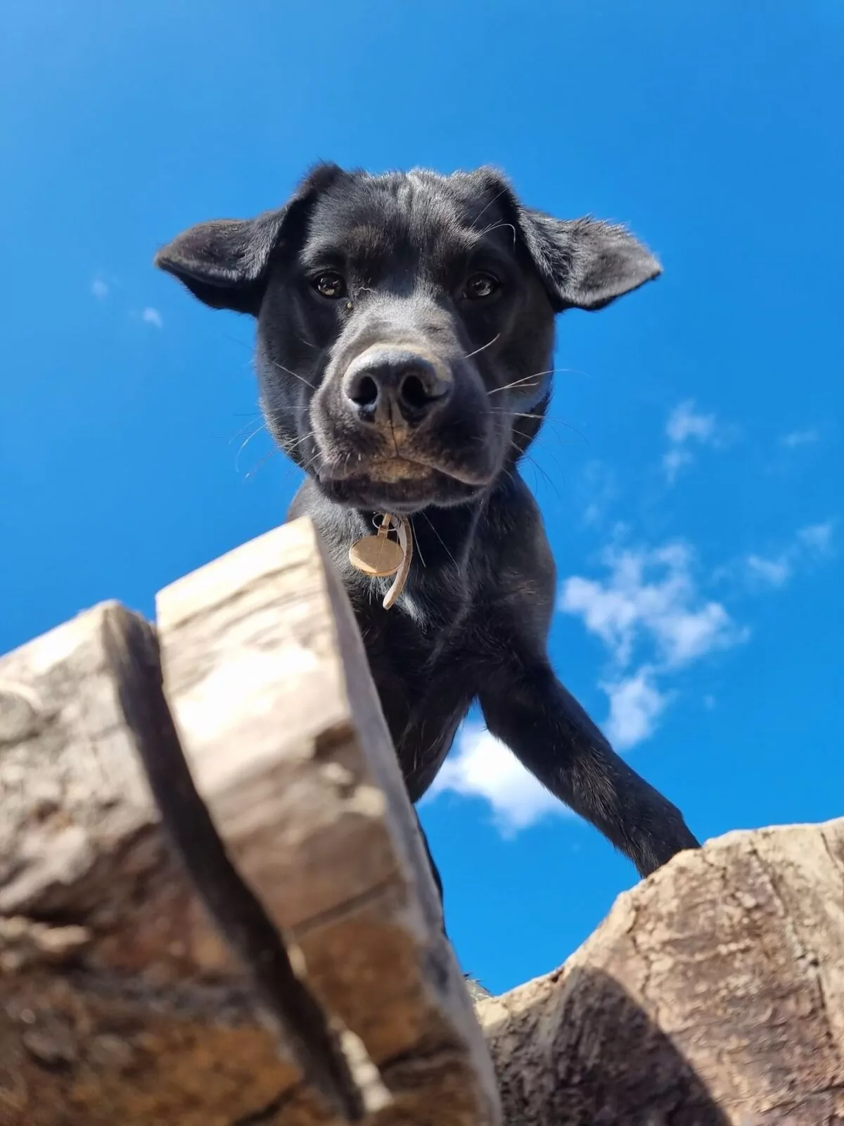 Dog on log at doggy day care