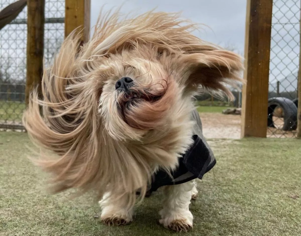 Shih Tzu with long hair shaking it off at doggy day care