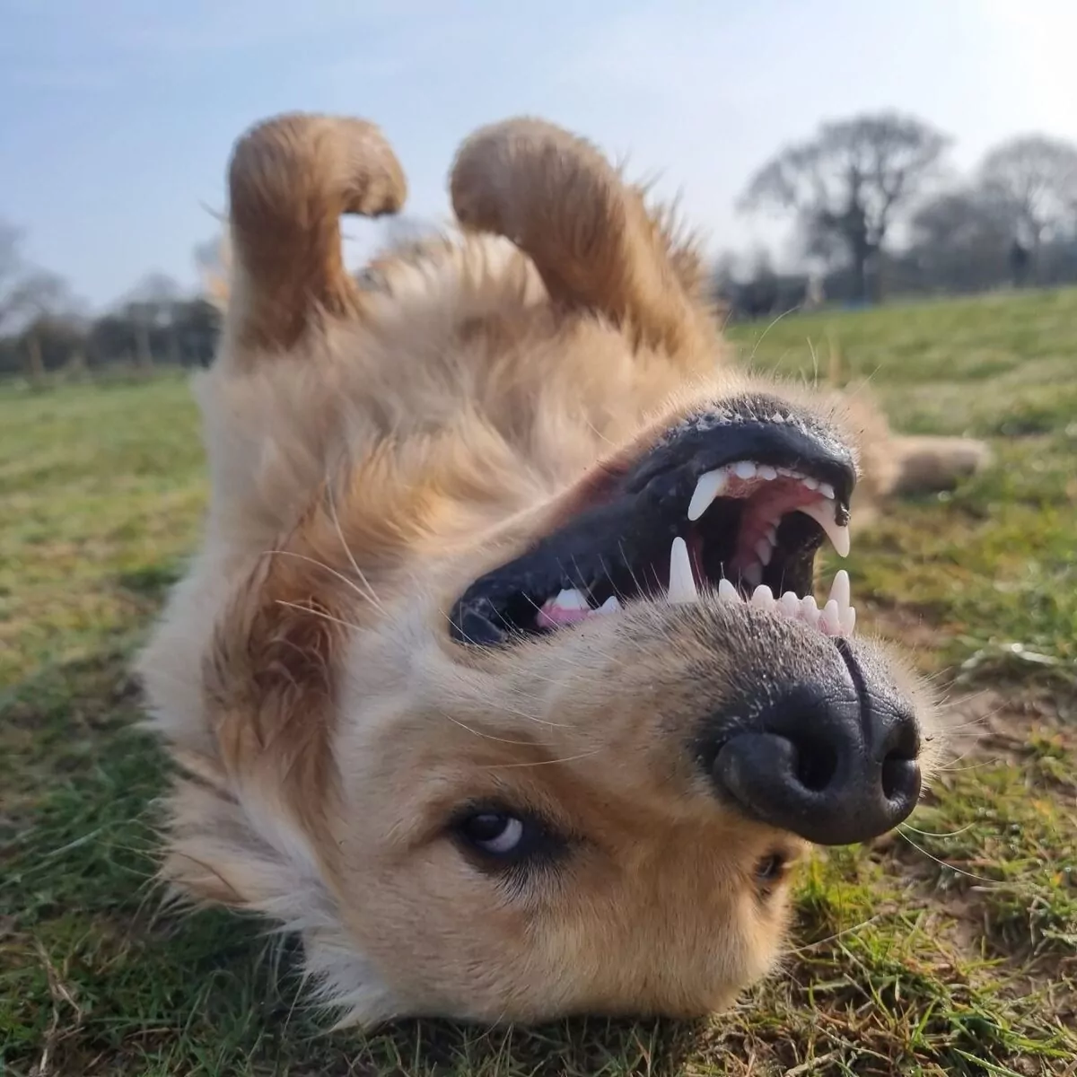 Golden retriever on his back being silly at doggy day care