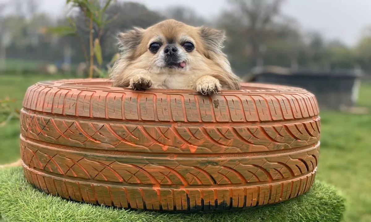 Cute small dog sat in the tyre at doggy day care