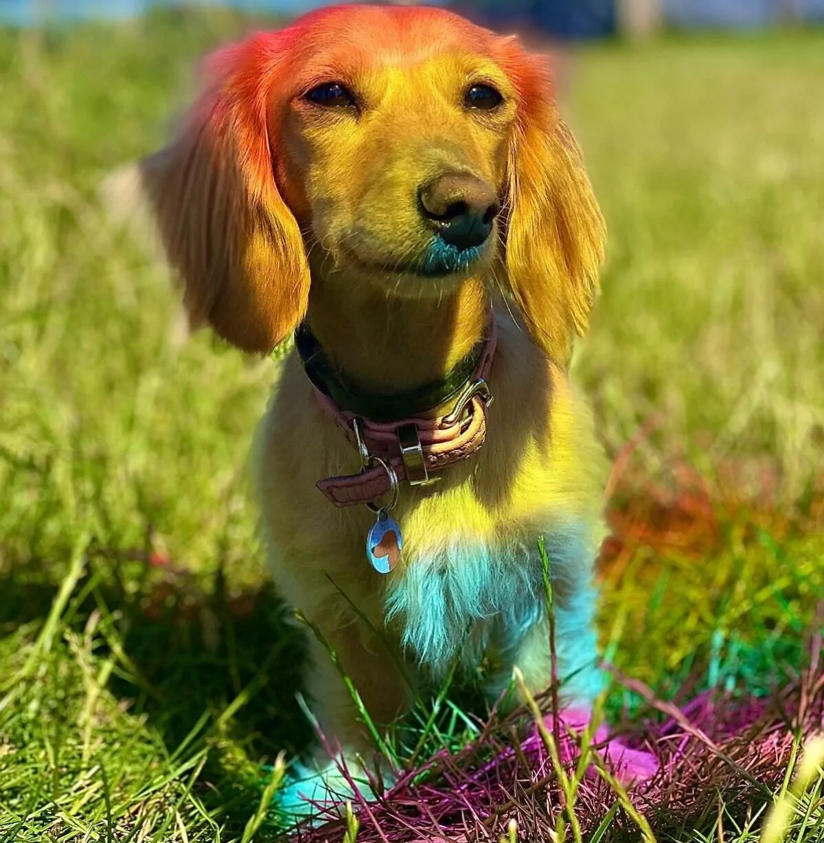 Dachshund covered in a rainbow reflection at doggy day care