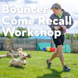 Dog training teaching west highland terrier recall