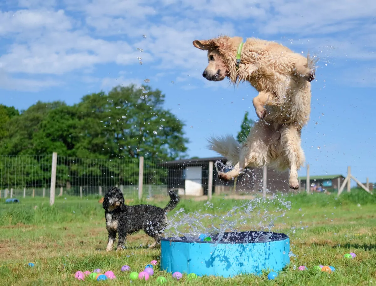 Golden retriever jumping out of a pool caught in the air