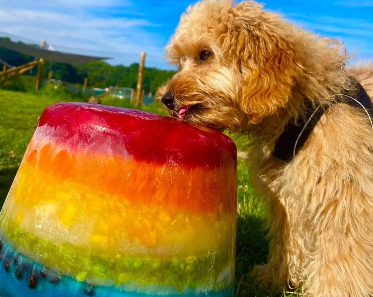 Small dog enjoyiny a dog friendly rainbow coloured ice pop