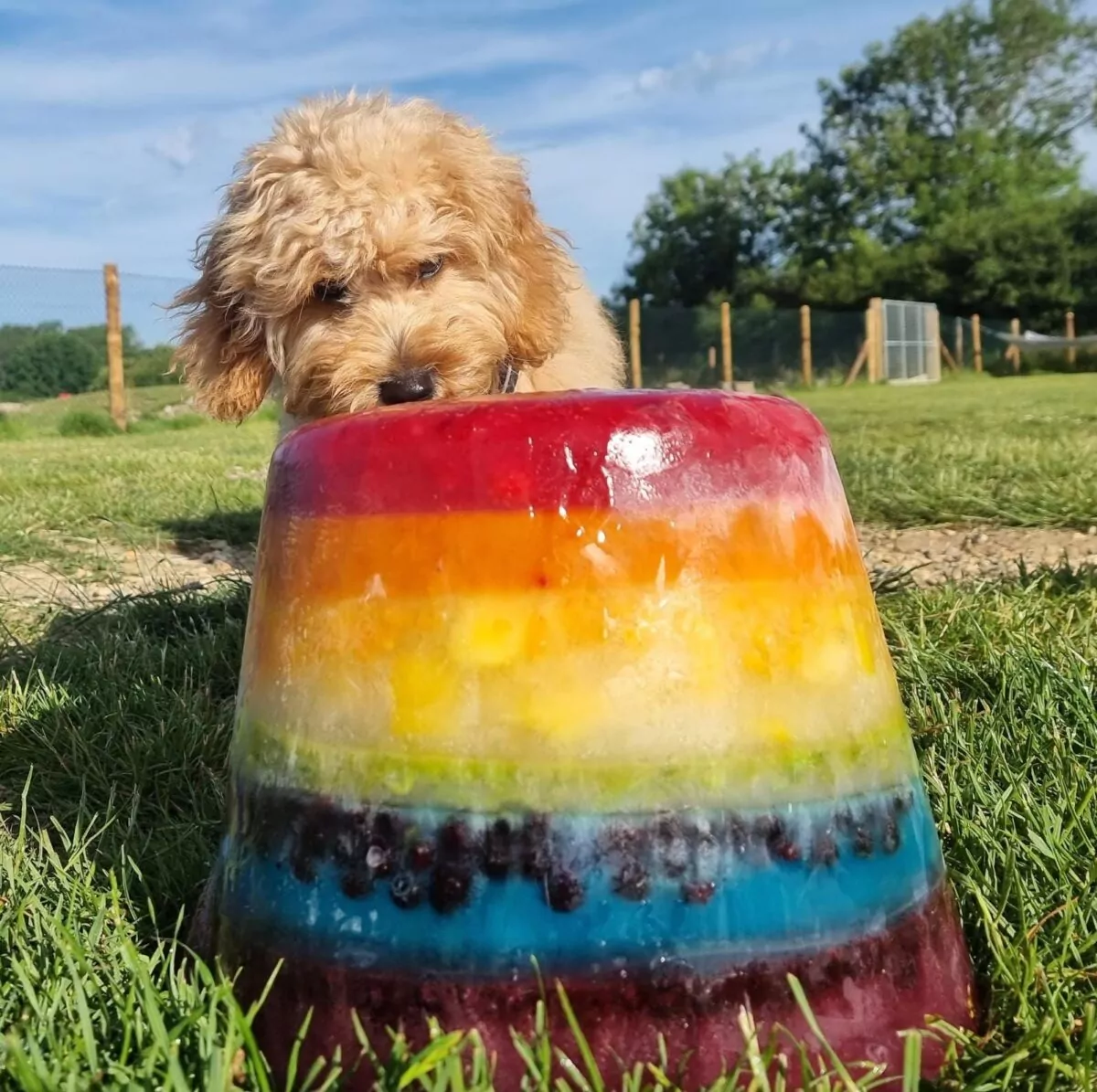 Dog enjoyiny a dog friendly rainbow coloured ice pop