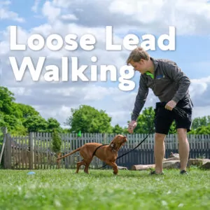 Loose Lead Walking Training