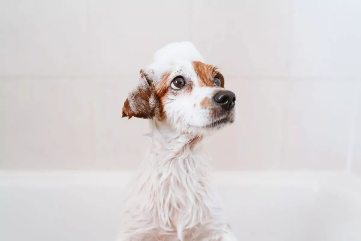 dog having a bath, brush and blow dry dog groom