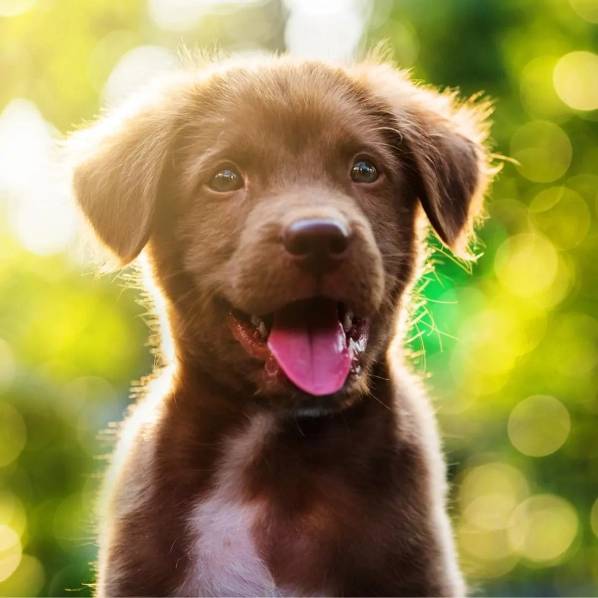 Happy brown puppy