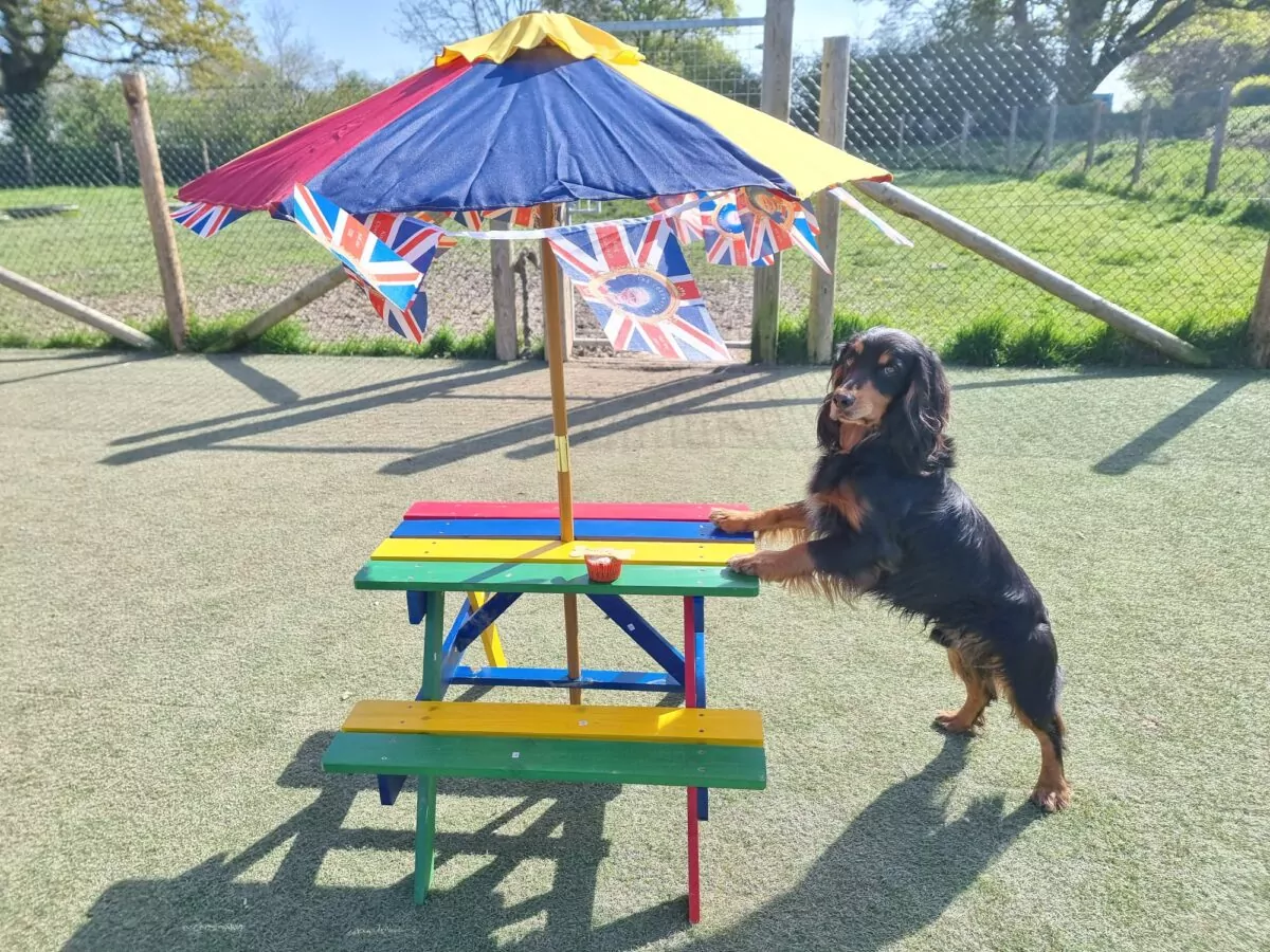 dog standing next to a bench and parasol