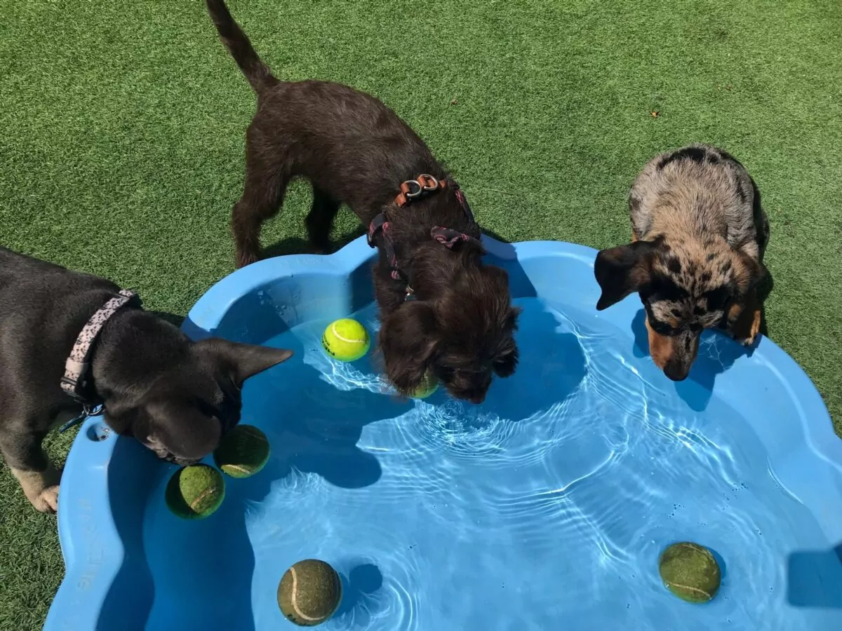 Dogs enjoying water fun with tennis balls