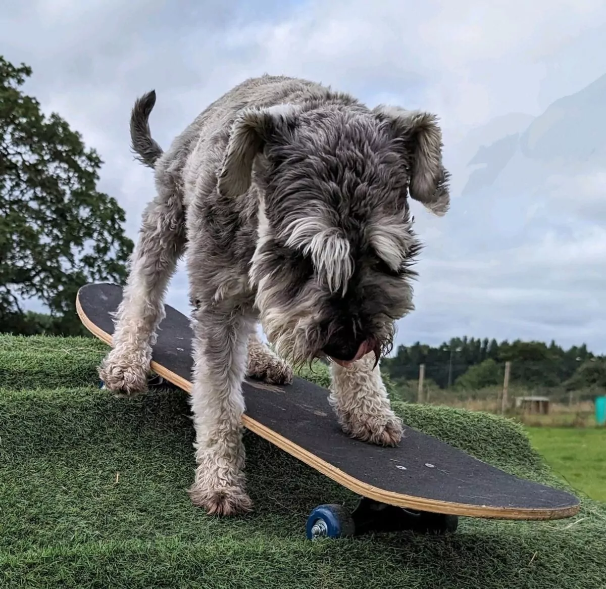 dog on a skateboard