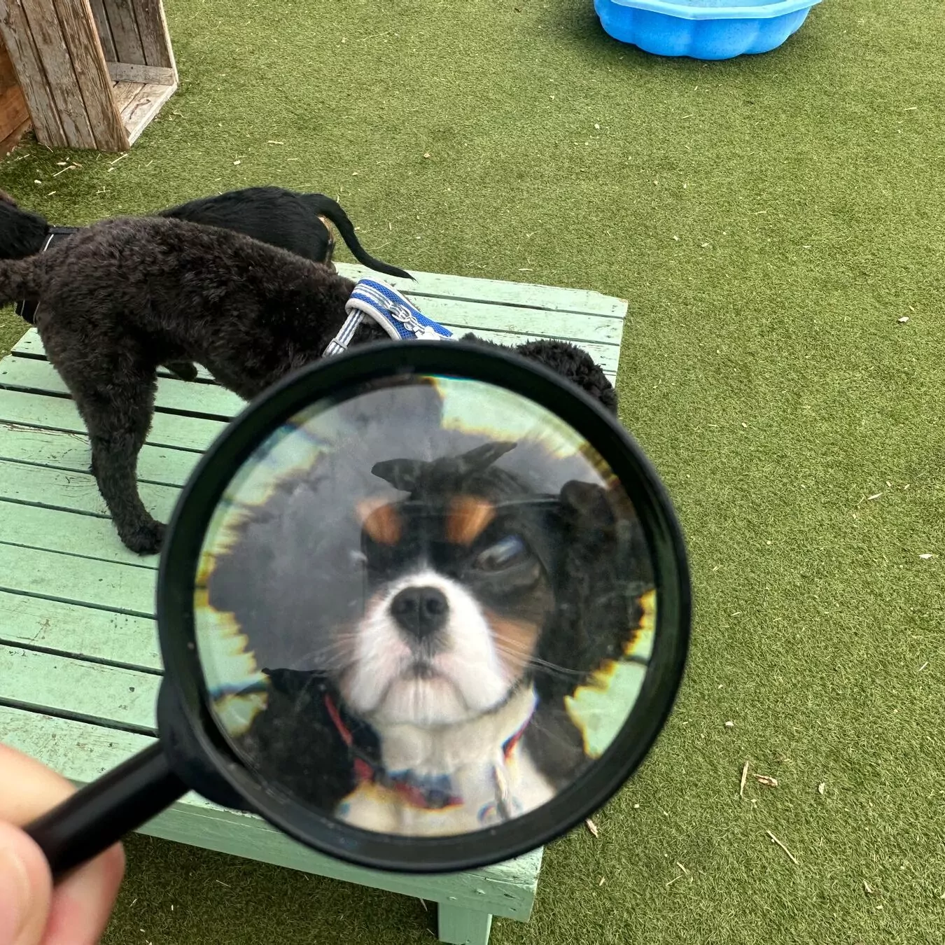 Cavalier King Charles Spaniel through a magnifying glass