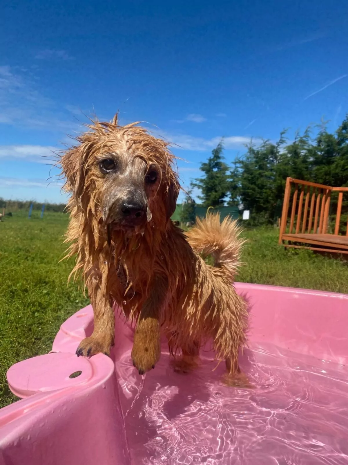 A wet dog, enjoying fun in the paddling pool