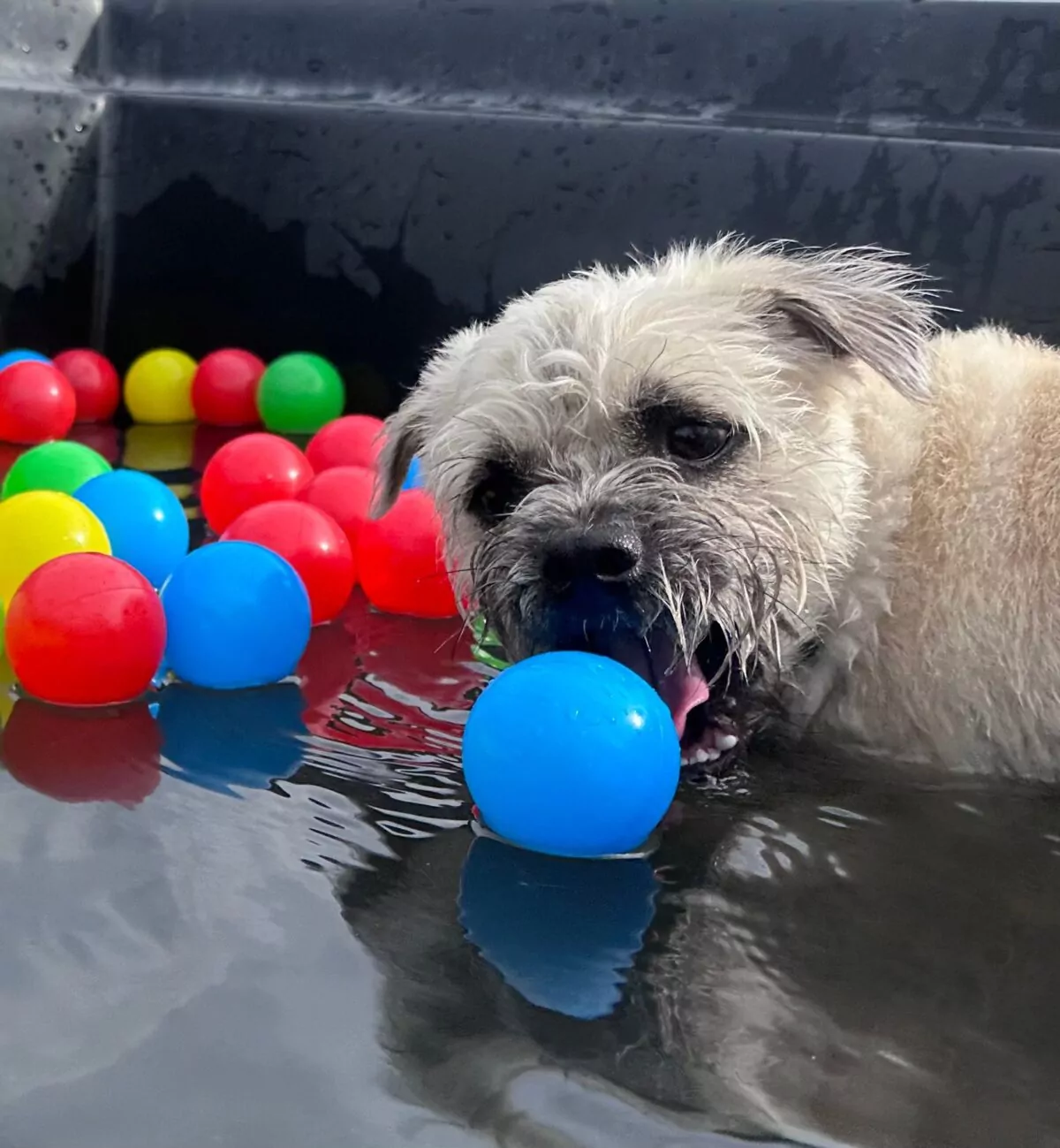 An older dog enjoying hydrotherapy fun with balls