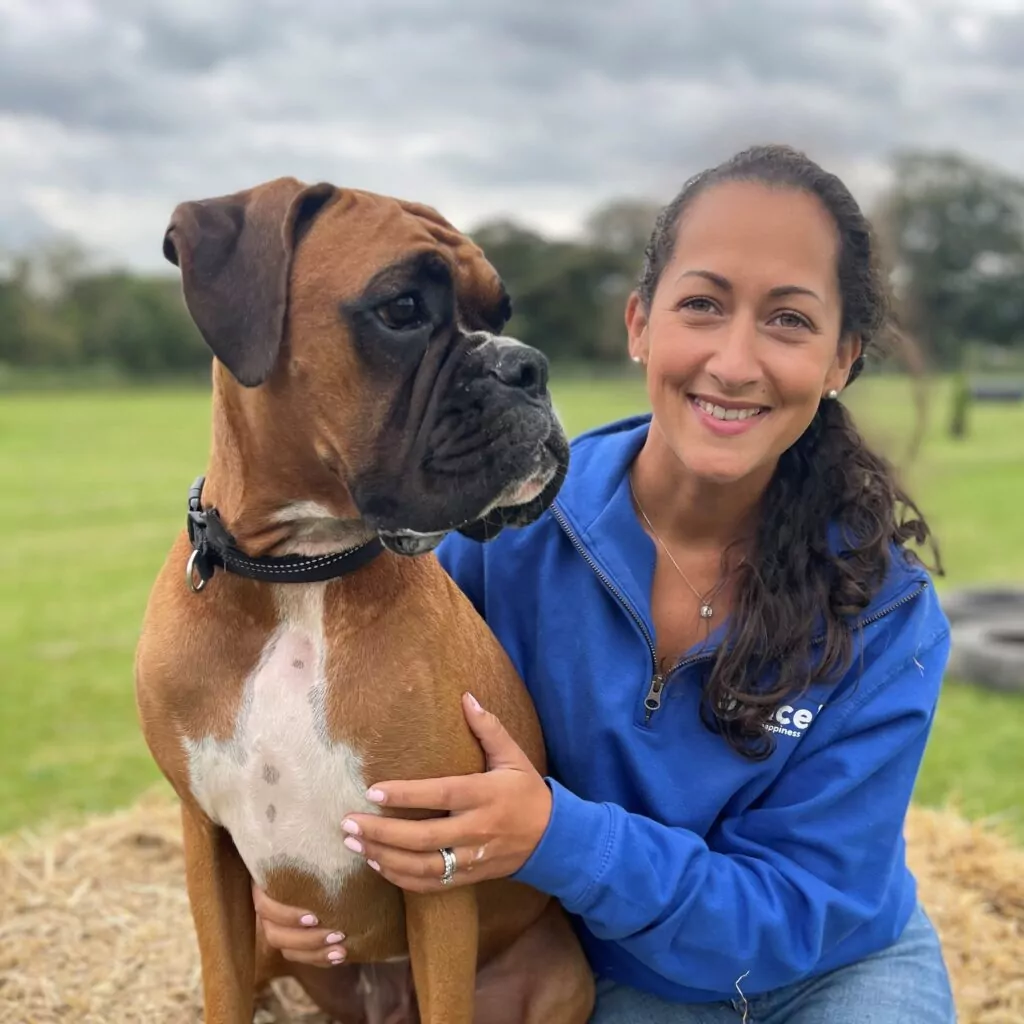 Boxer dog sitting next to a lady