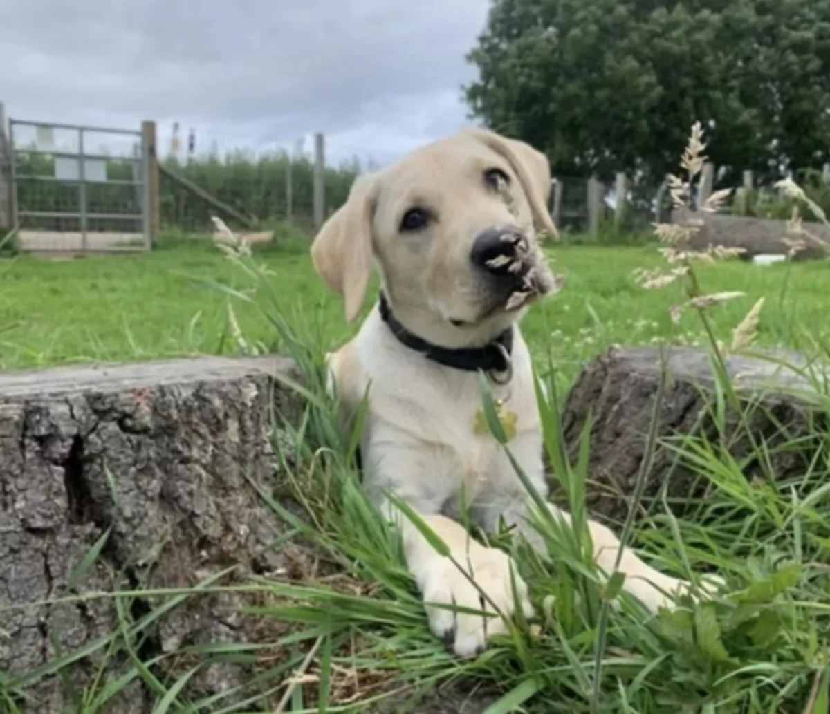 labrador puppy lying in the grass next to a log