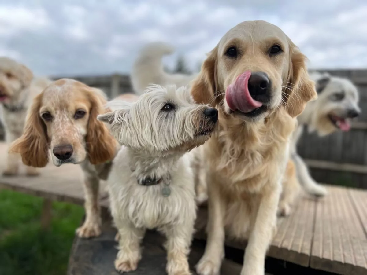 3 dogs socialising at doggy day care