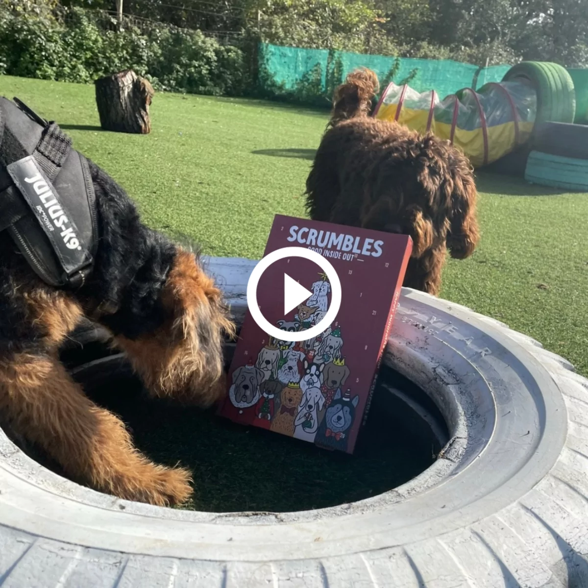 Day care dogs tucking in to their Scrumbles doggy advent calendar