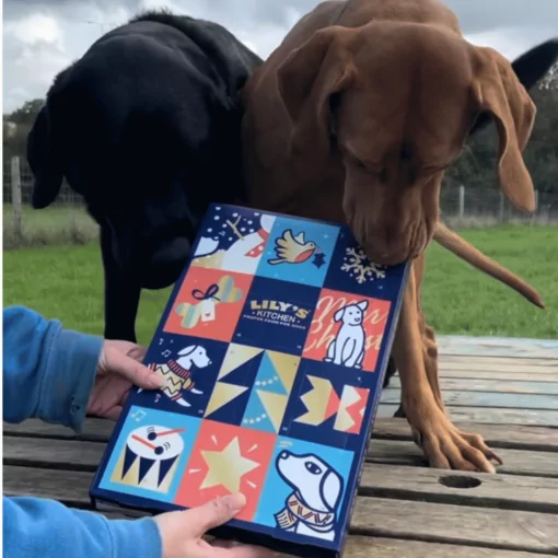 Day care dogs tucking in to their Lily's Kitchen doggy advent calendar