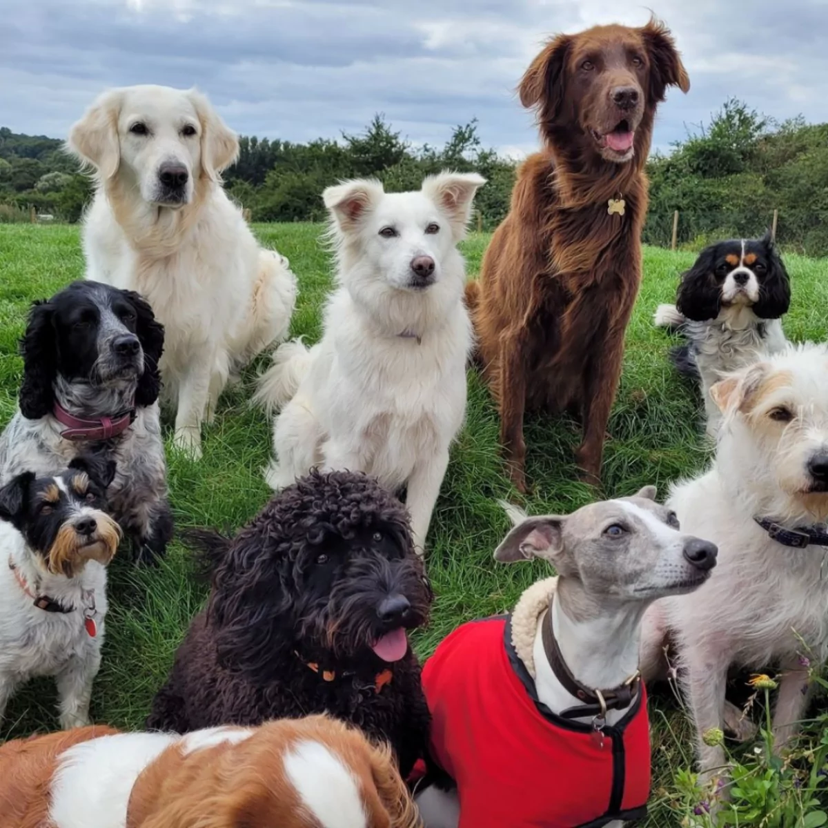 Group of dogs in a field